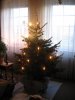 baum.jpg