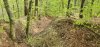 Argonnerwald.jpg