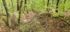 Argonnerwald1.jpg